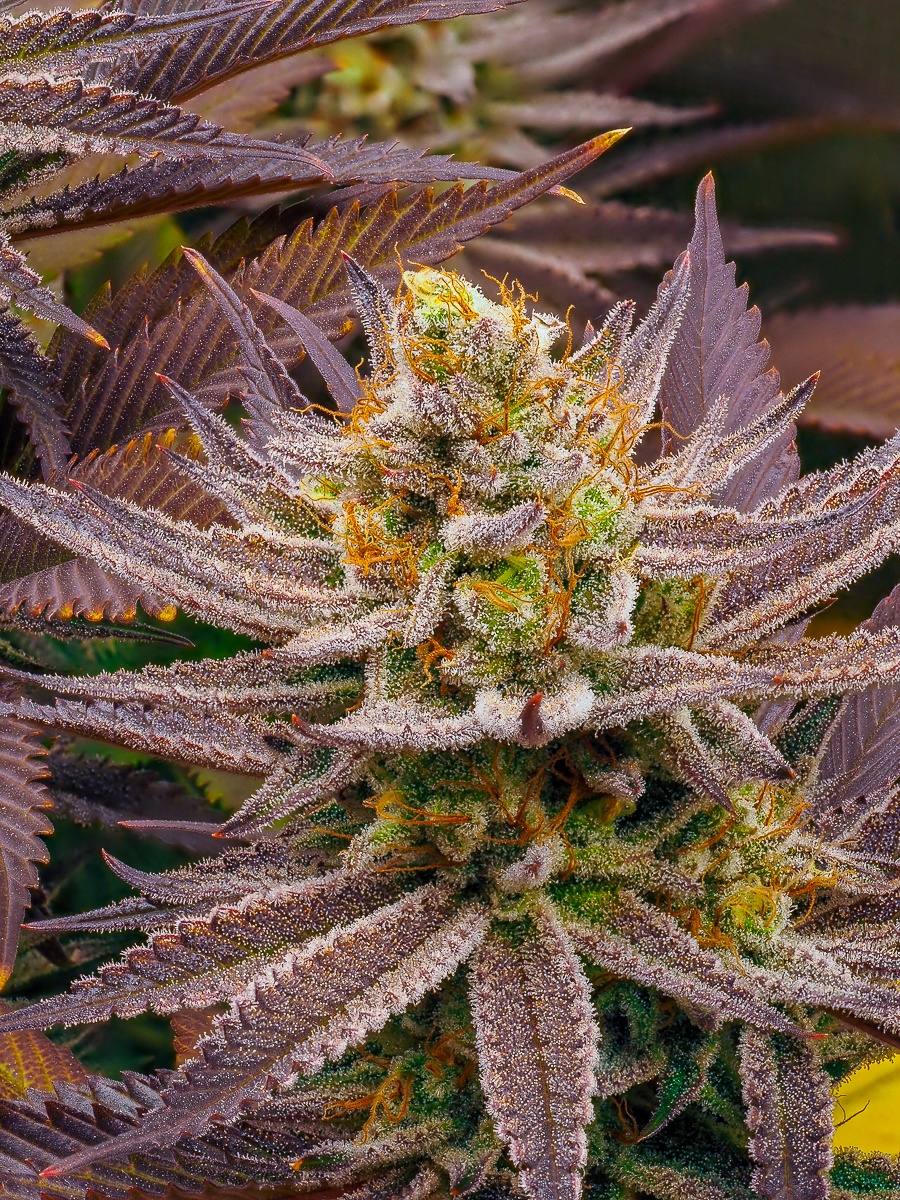 P5080213