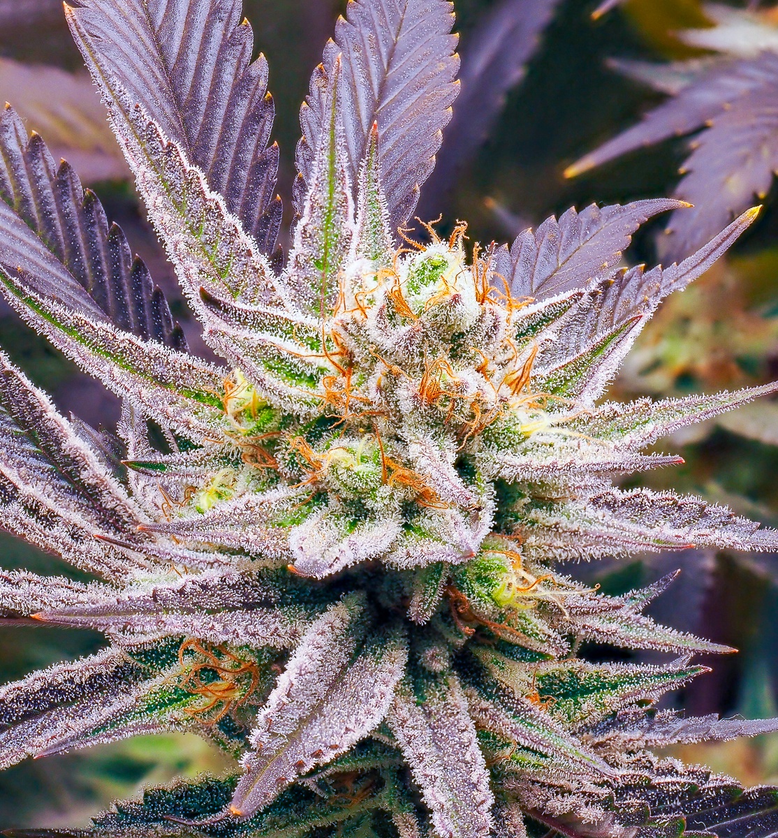 P5080375