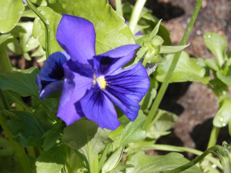 P5181109 800x600