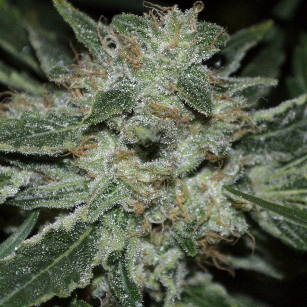 P6 F2 19 frostbud
