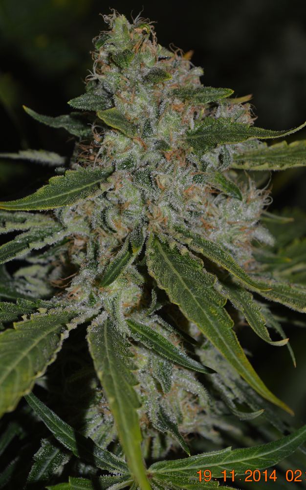 P6 F2 19 frostbud2