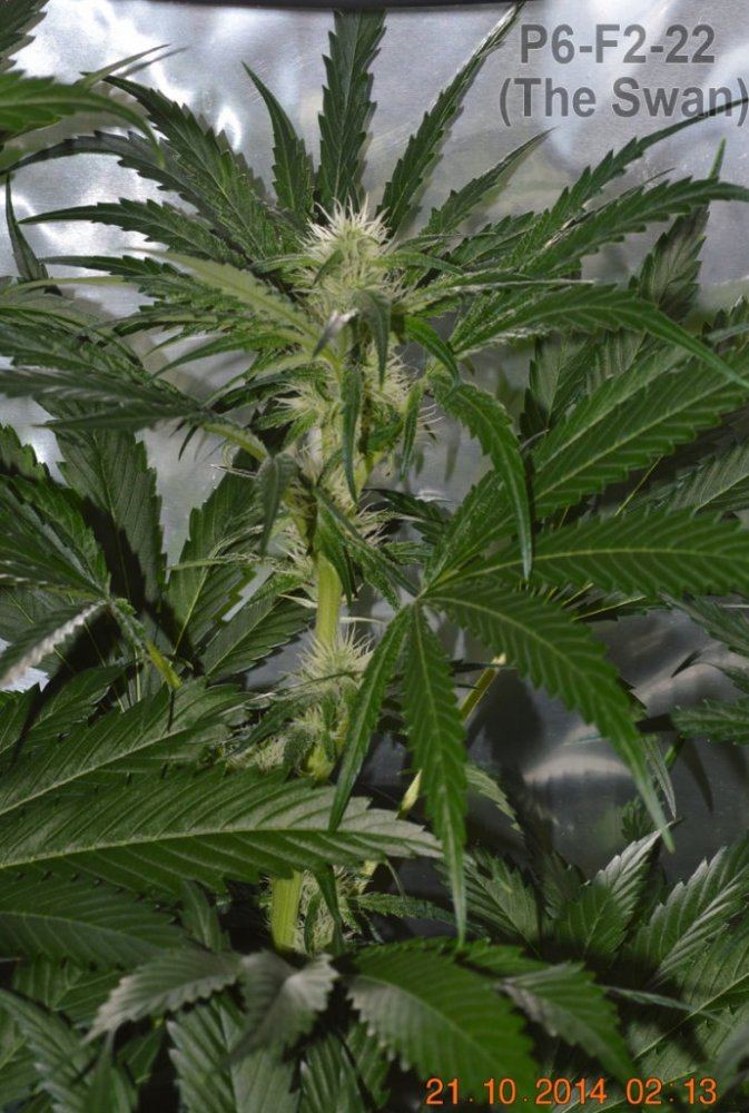 P6 F2 22 budsite