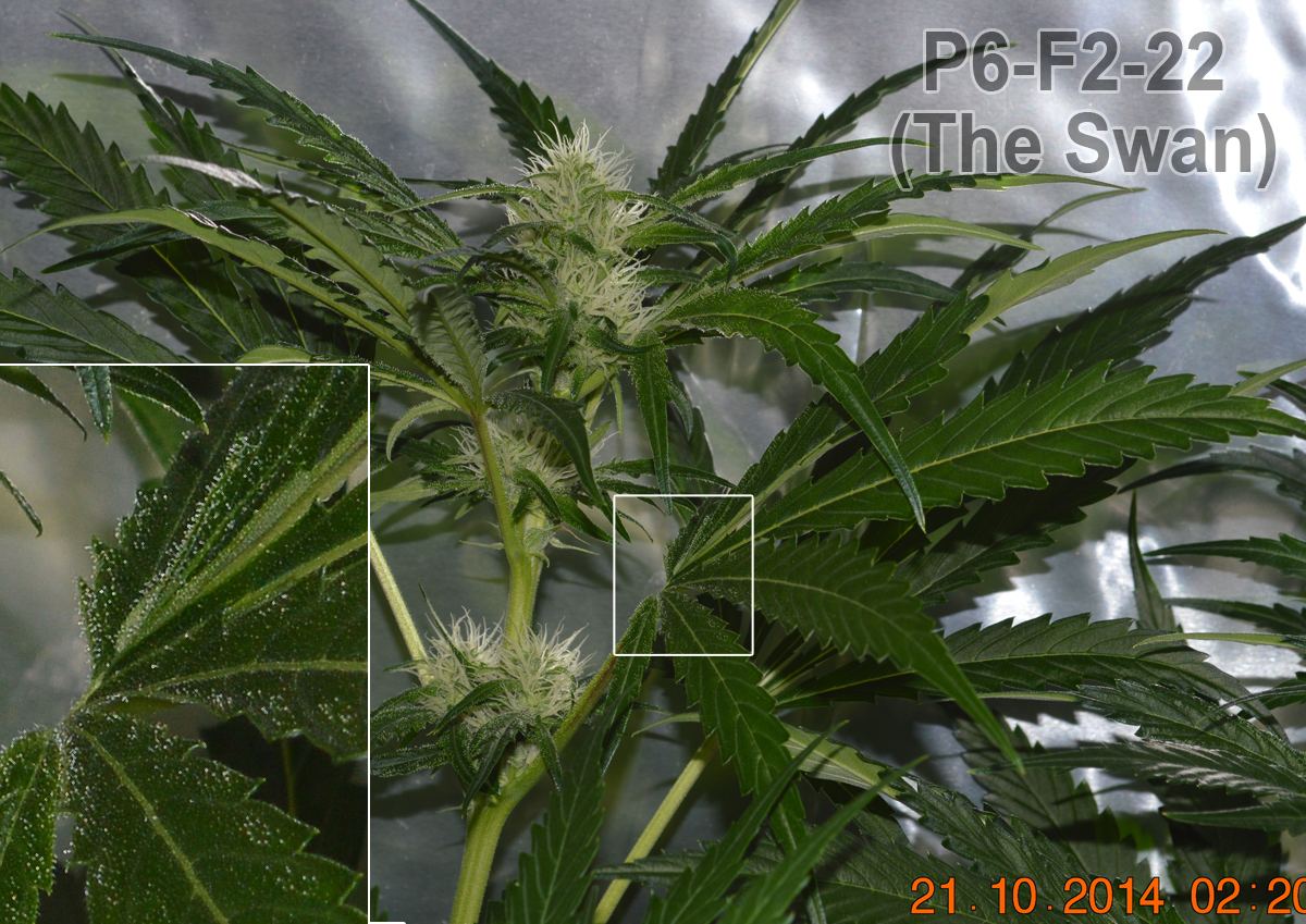 P6 F2 22 fantrich