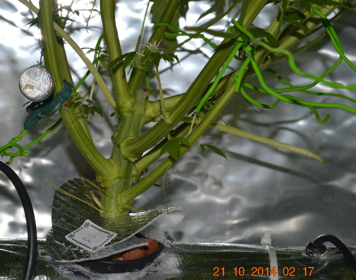 P6 F2 22 stem
