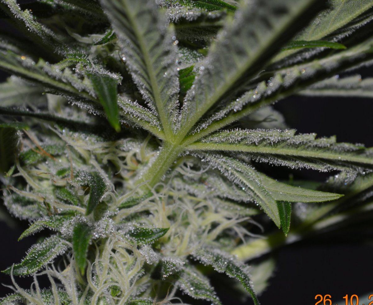 P6 F2 4