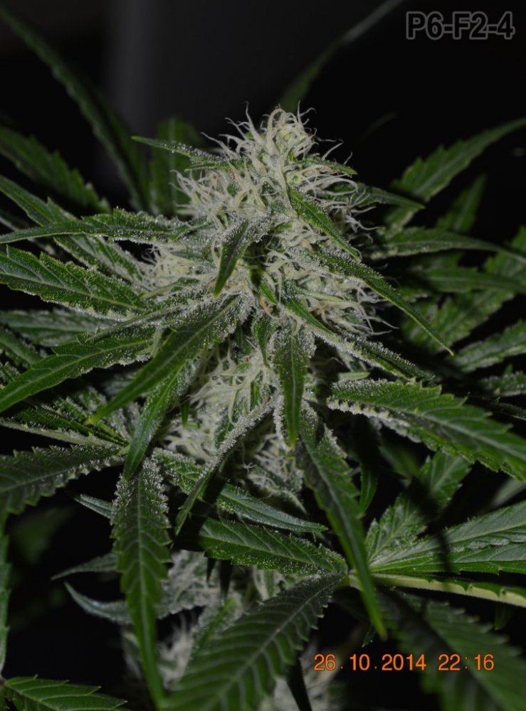 P6 F2 4c sm