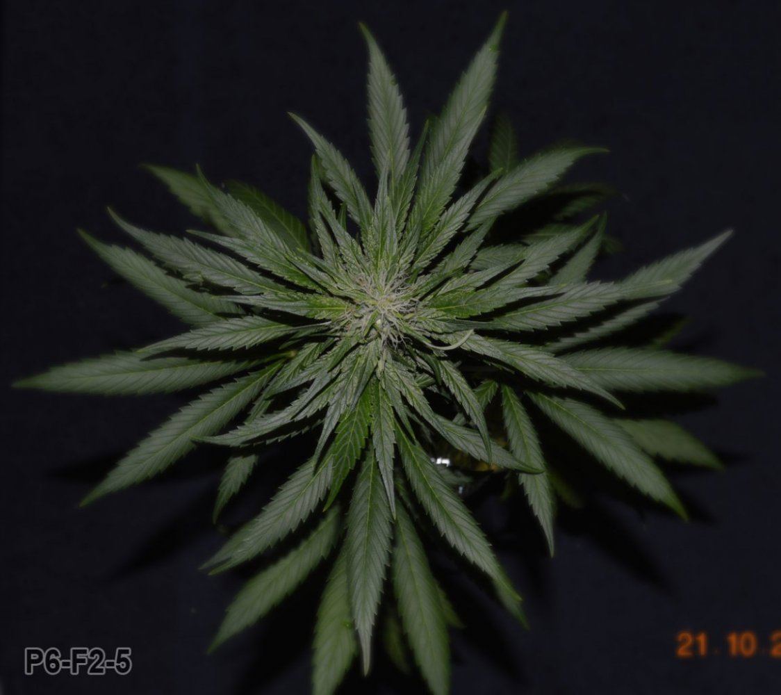 P6 F2 5
