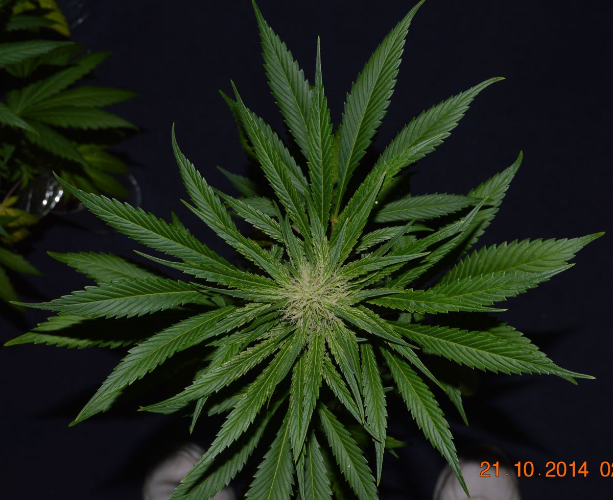 P6 F2 8