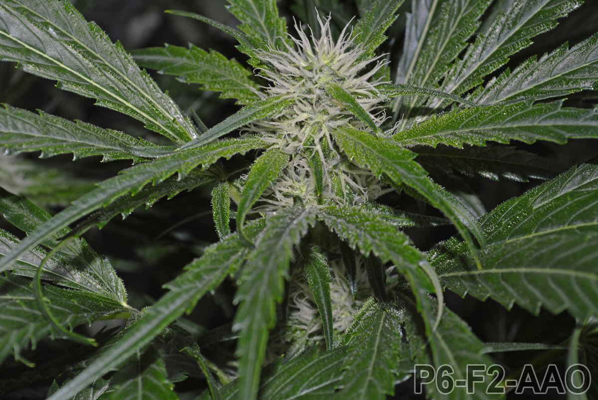 P6 F2 AAO5