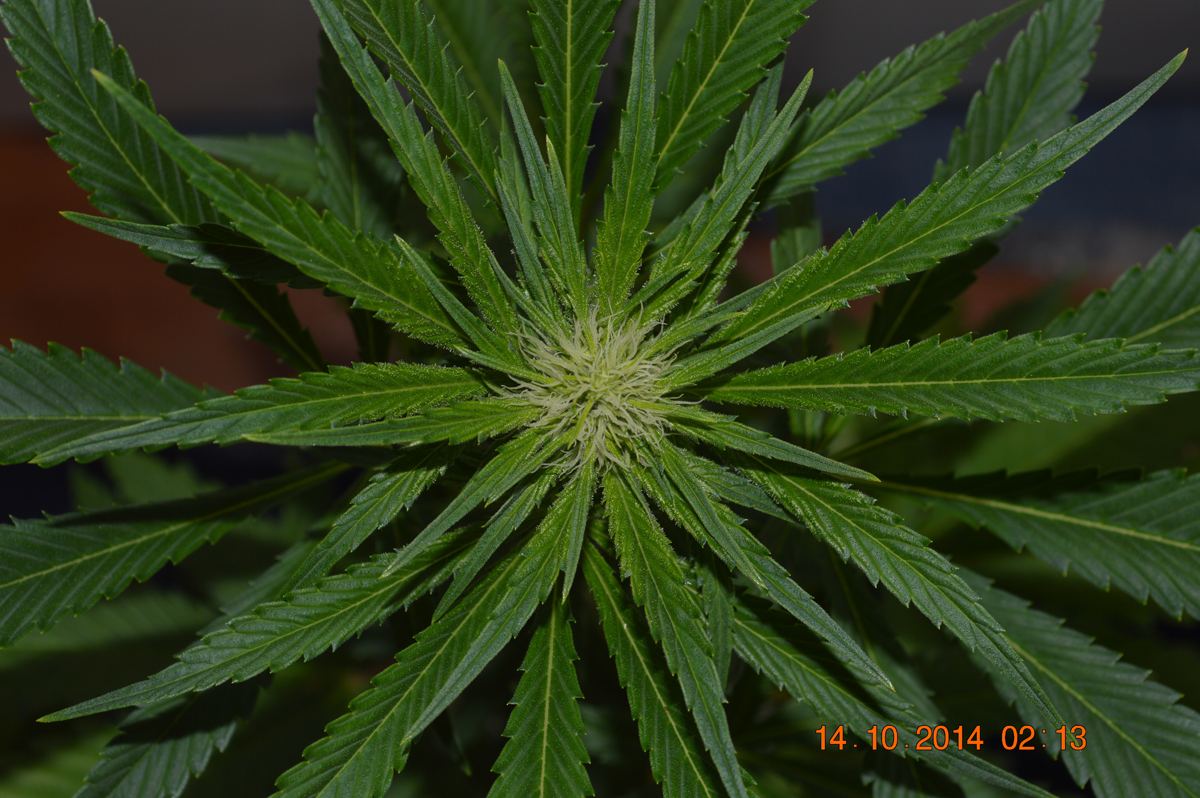 P6 F2 hempy