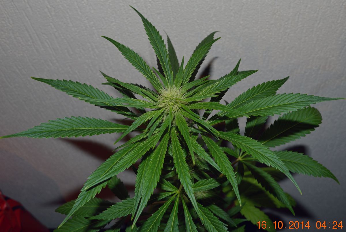 P6 F2 hempy bud