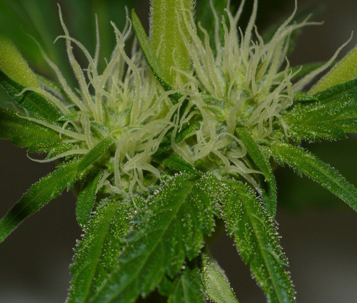 P6 F2 hempy frost
