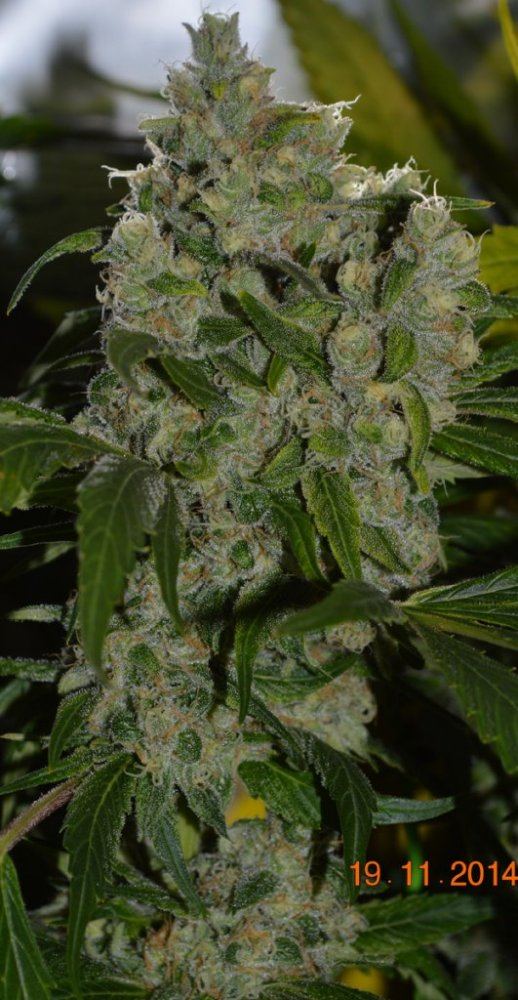 P6 F2 20 bud