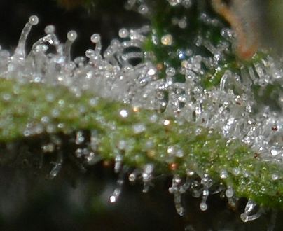 P6 F2 AAOtrichs