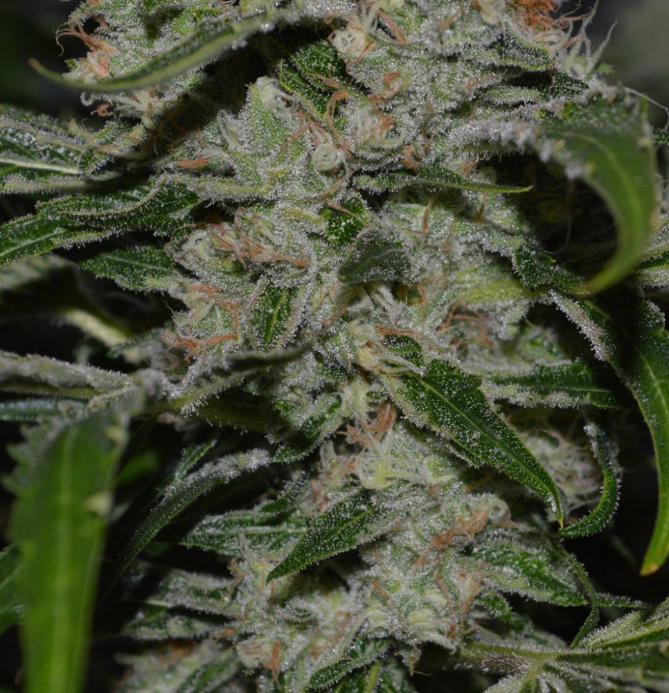P6 F2 frostbud