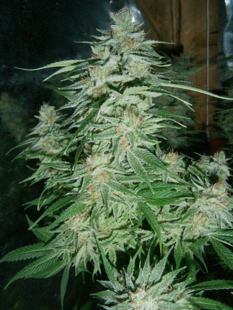 P6110094