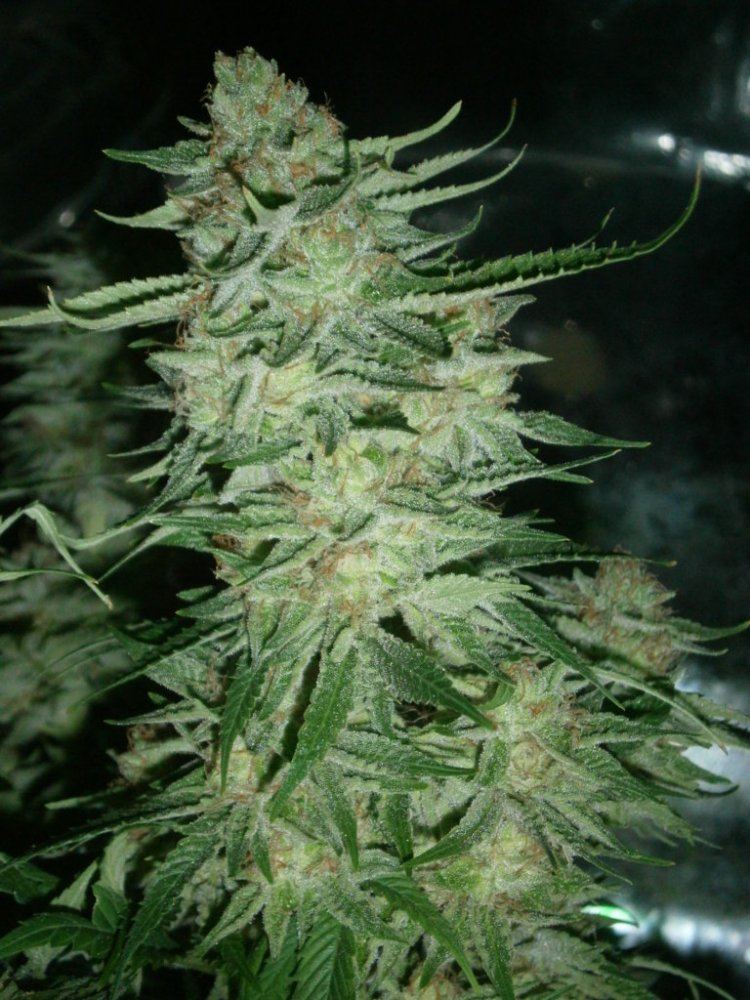 P6110108