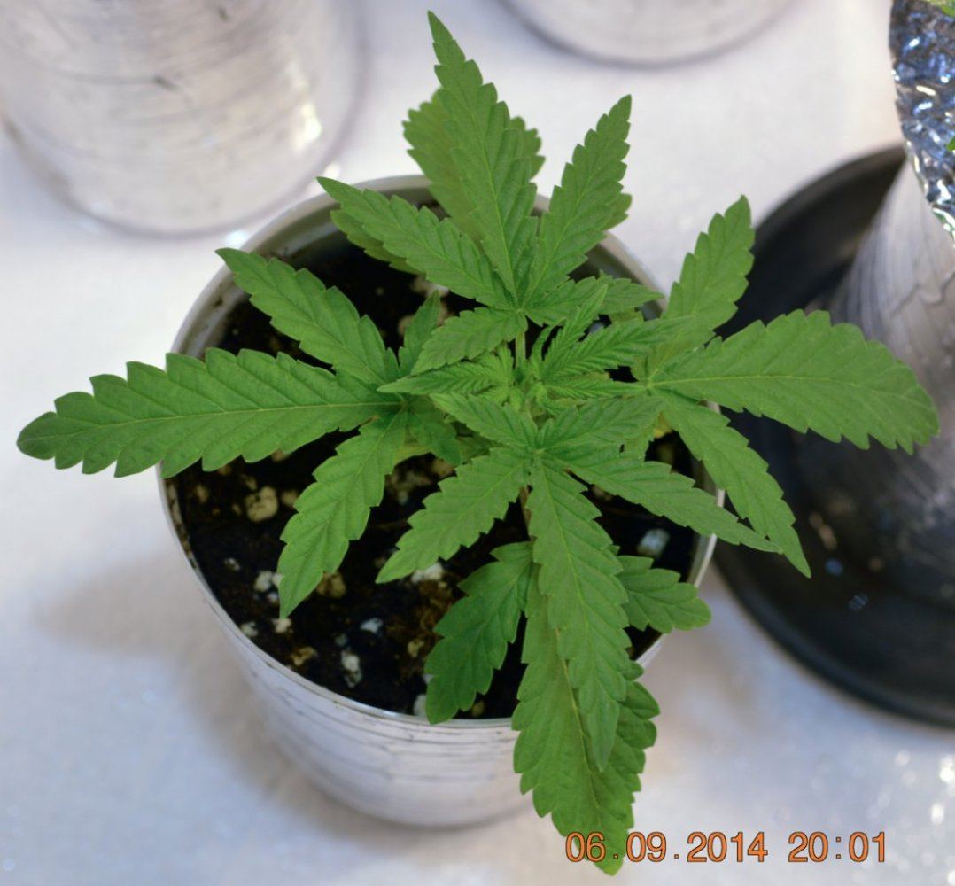 P6 F2 Soil2