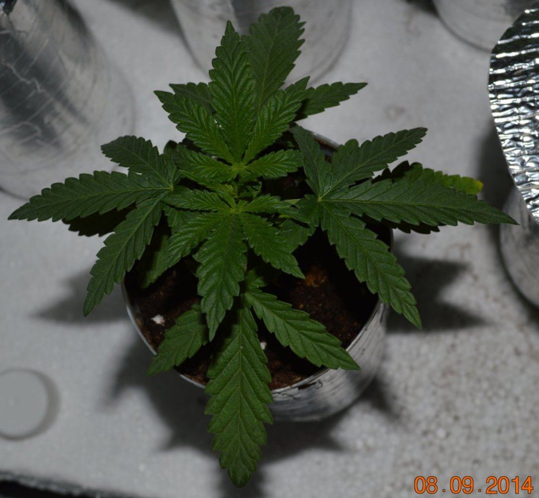 P6 F2 Soil3