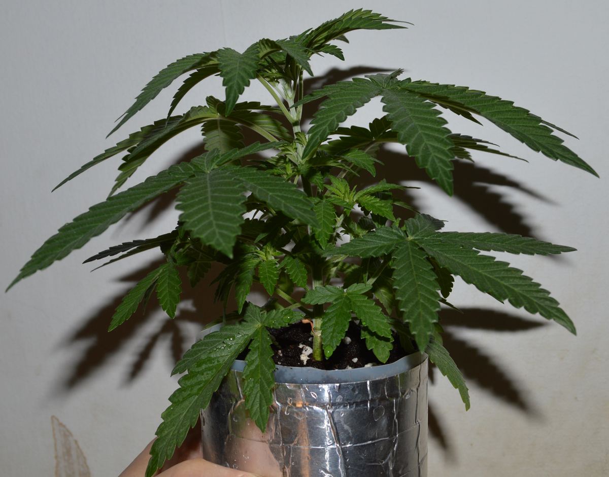 P6 F2 Soil4