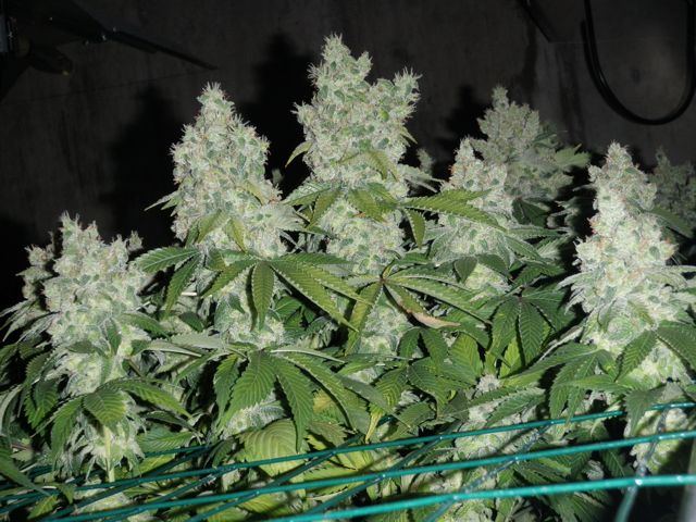 P7050006