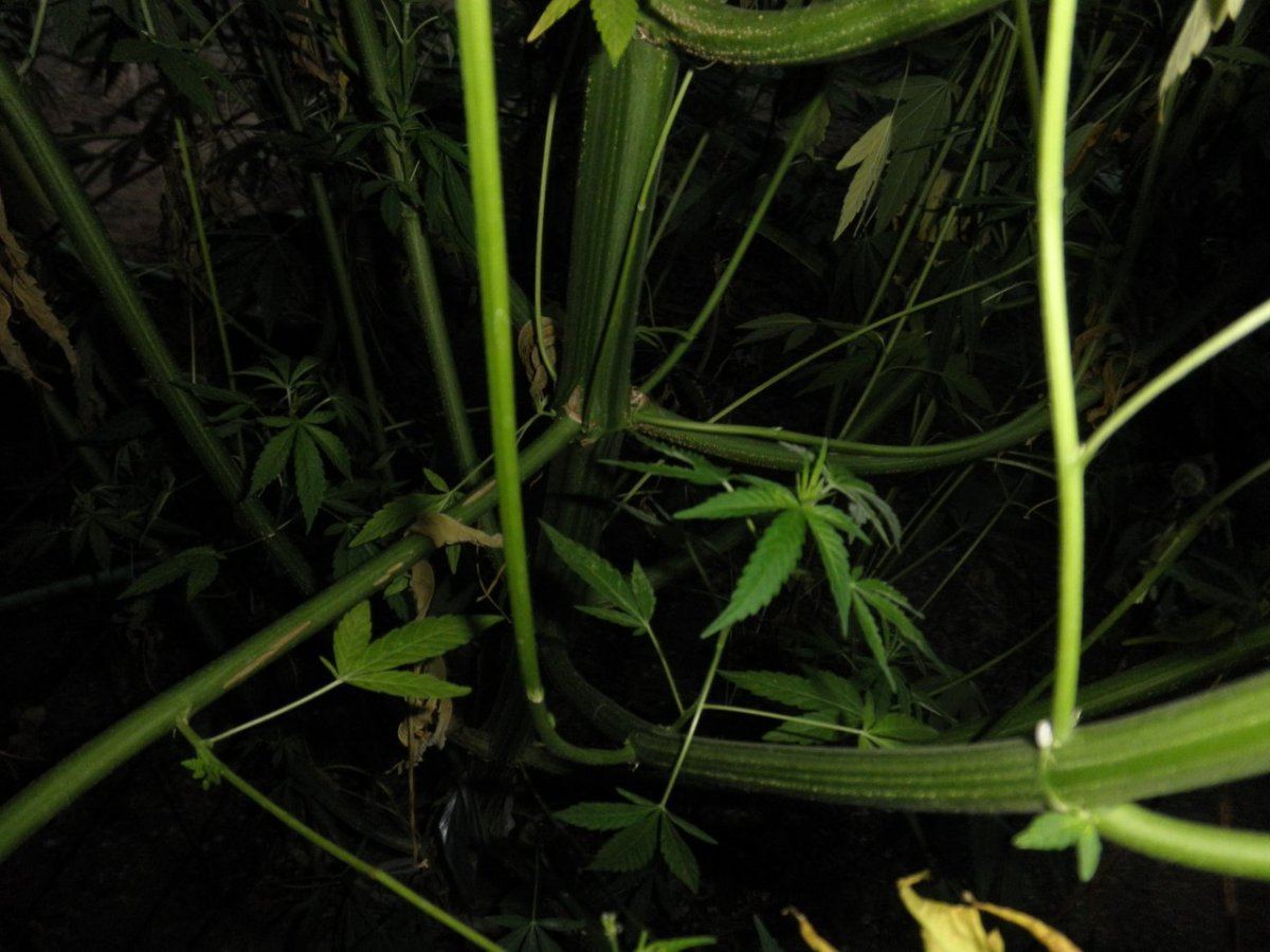 P7220435 2