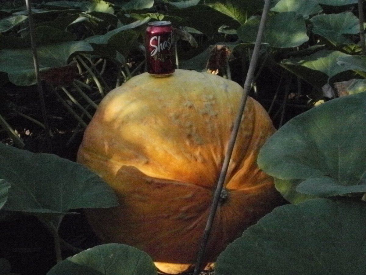 P8070029