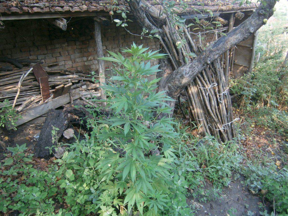 P8120024