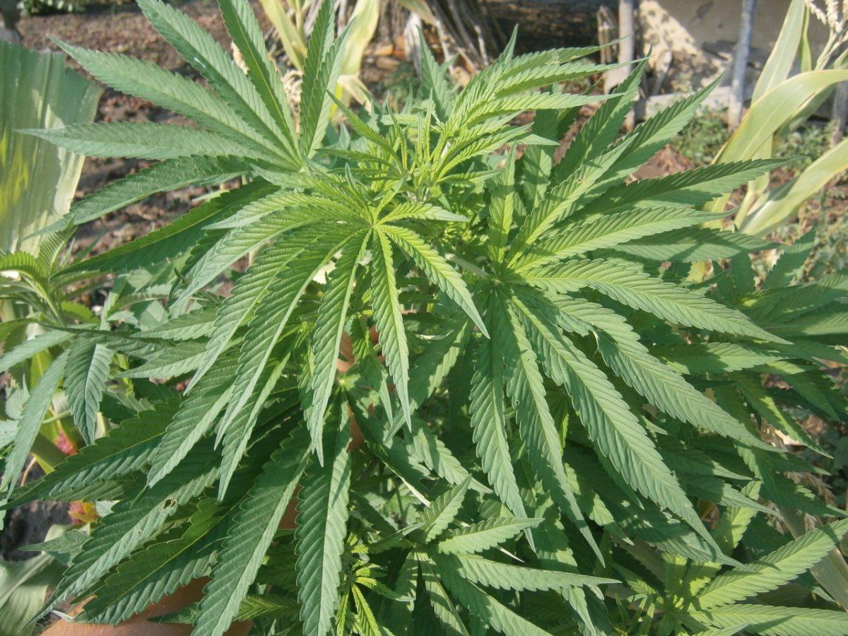 P8120034