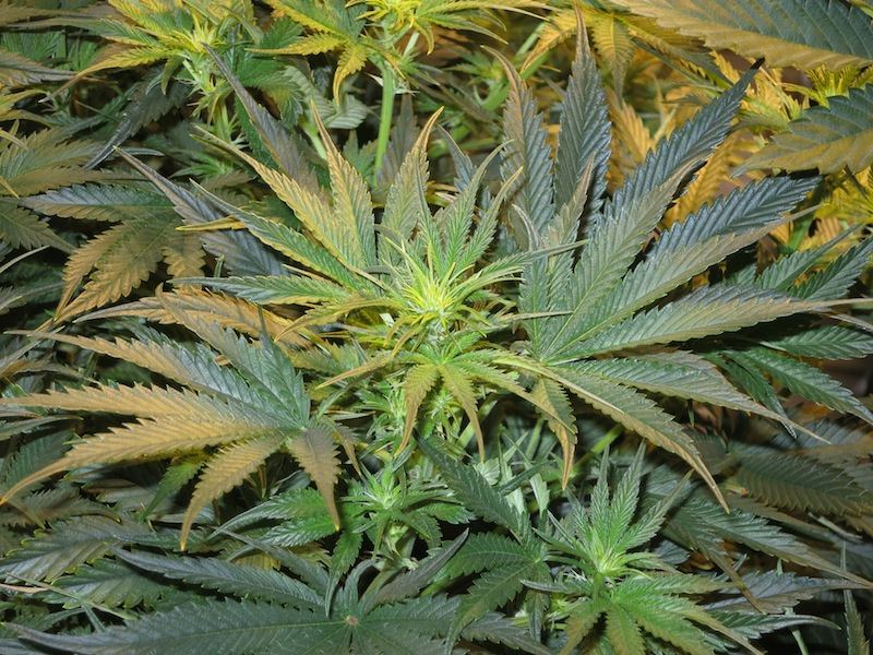 P98FLOWER sf