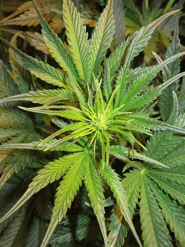 P98FLOWER2 sf
