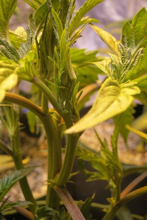 P98GROW sf