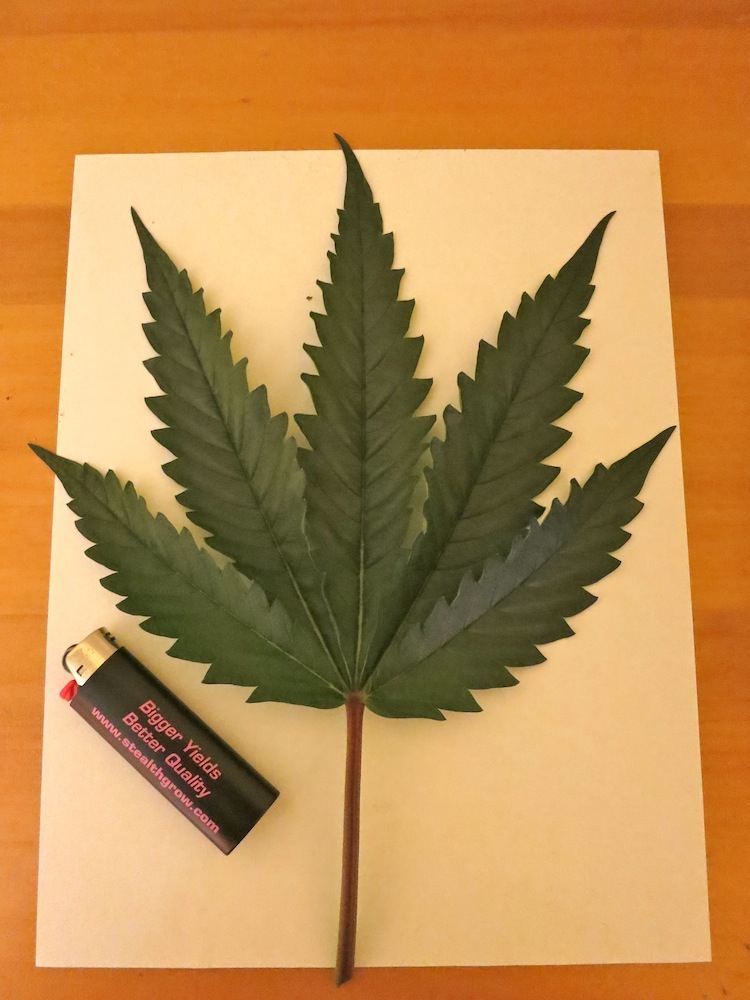 P98LEAF sf