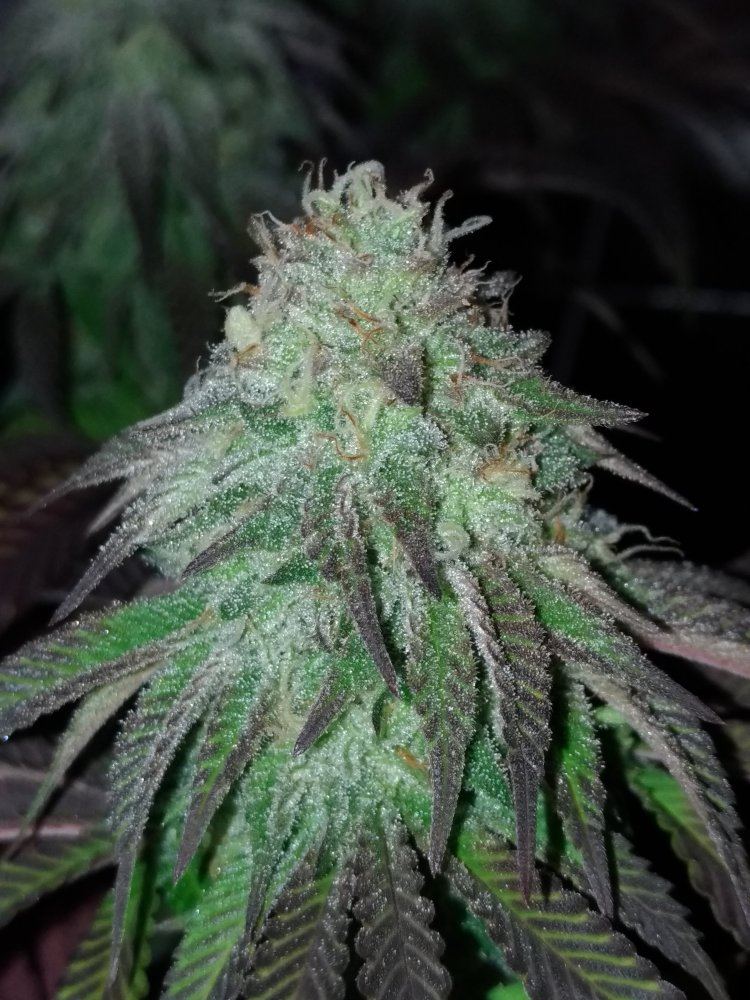 P 20191112 182020 vHDR Auto