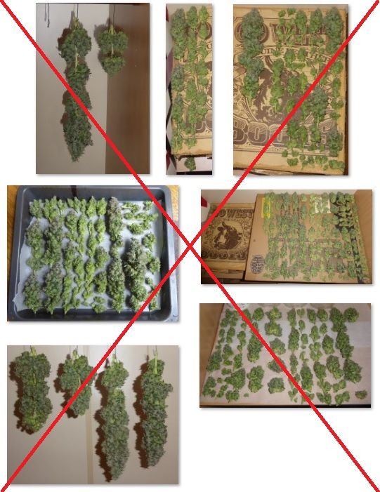 P CandyKushHarvest bis