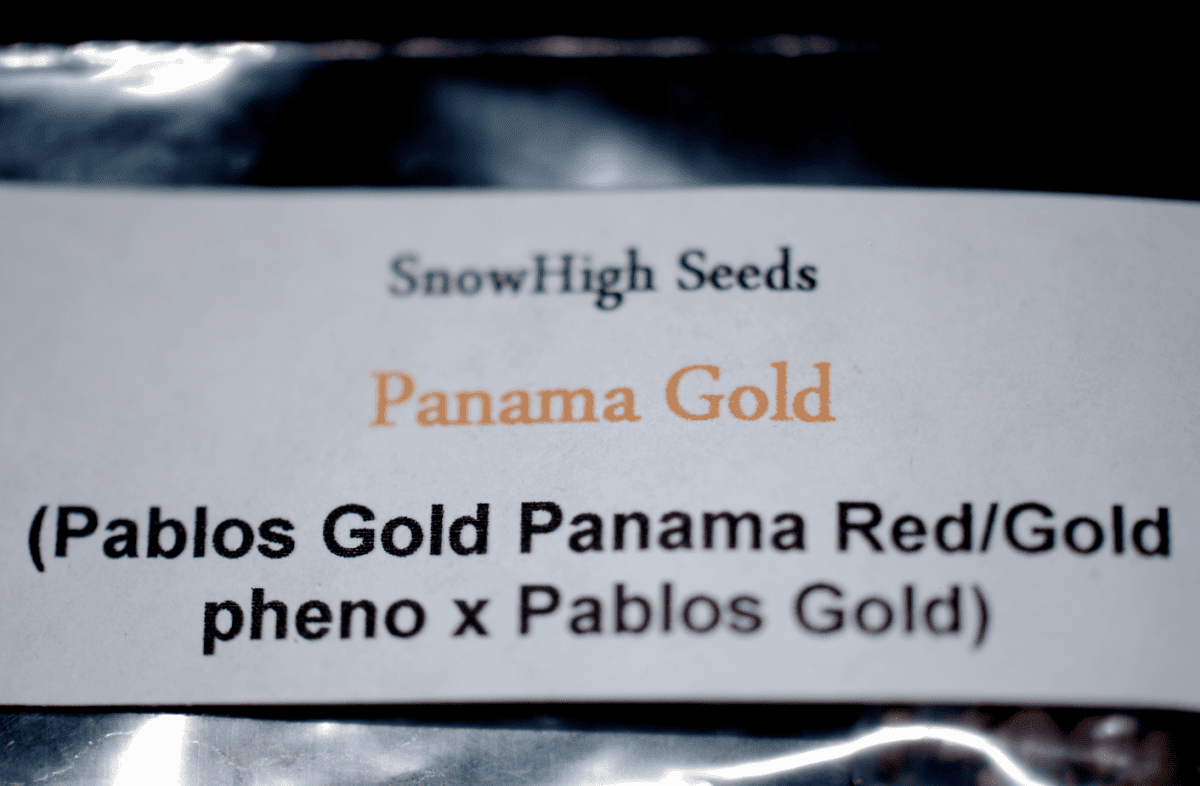 Pablos Gold