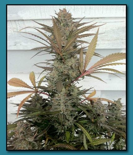 Pacific NW Roots   Blue Alien