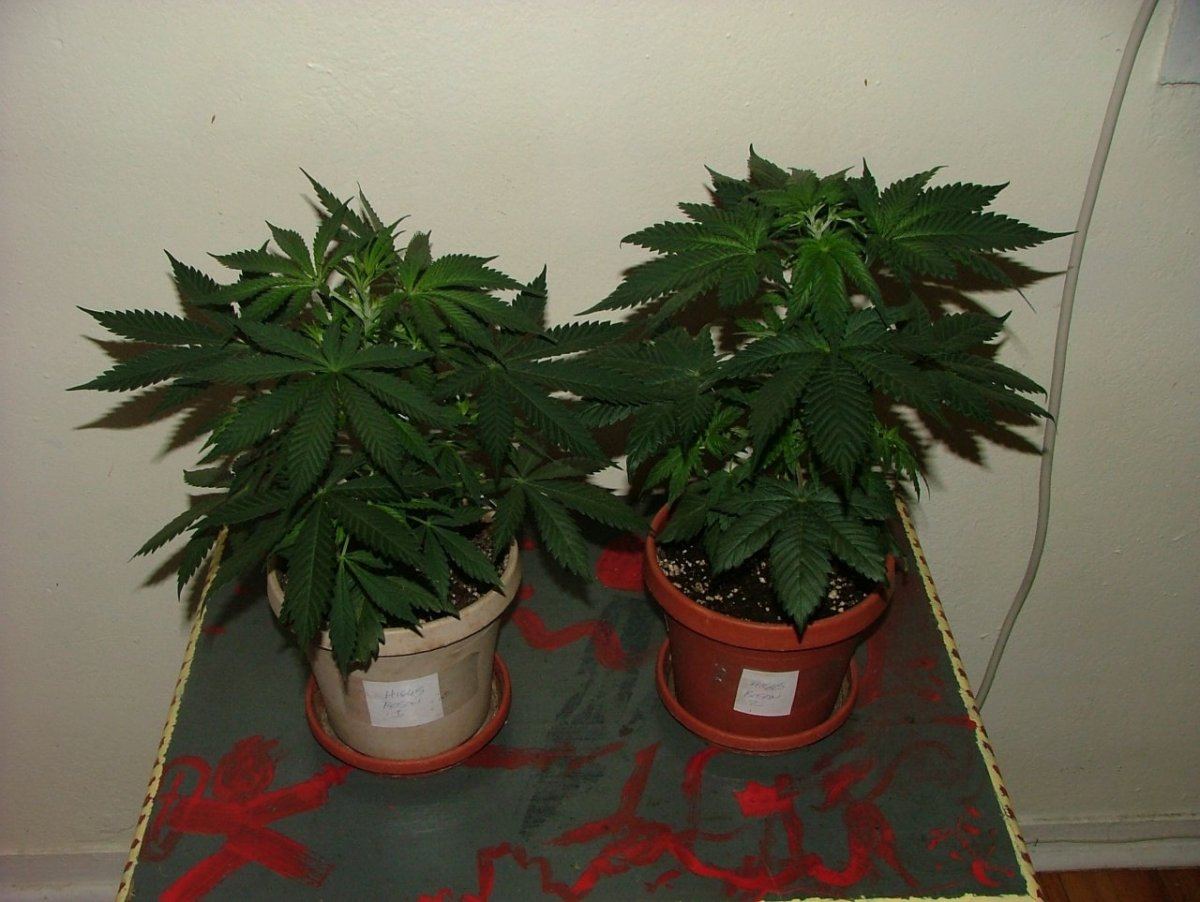 Pair 1