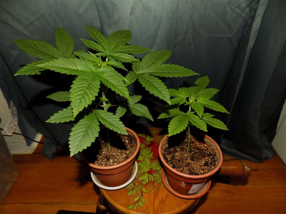 Pair 1
