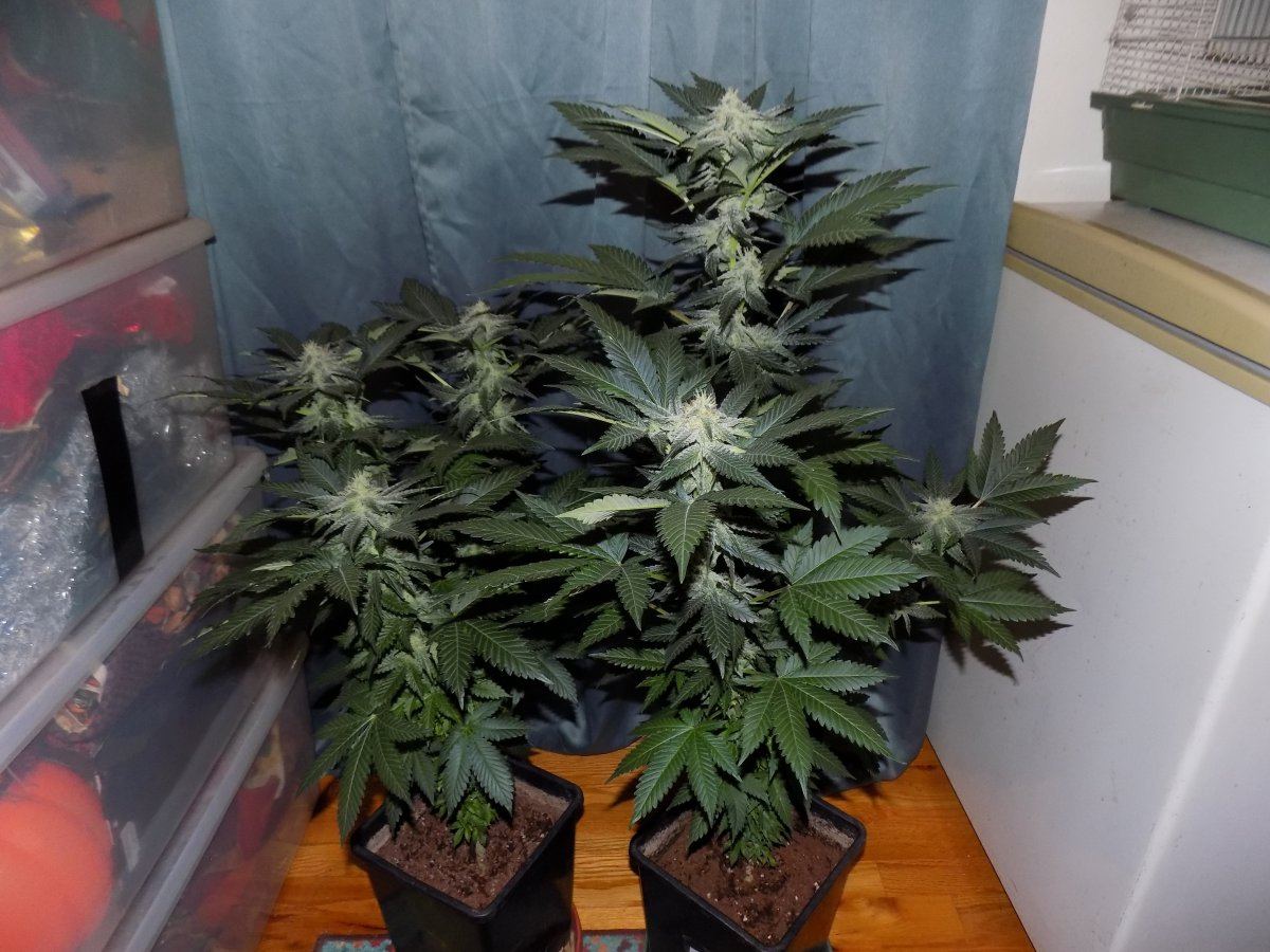 Pair 1