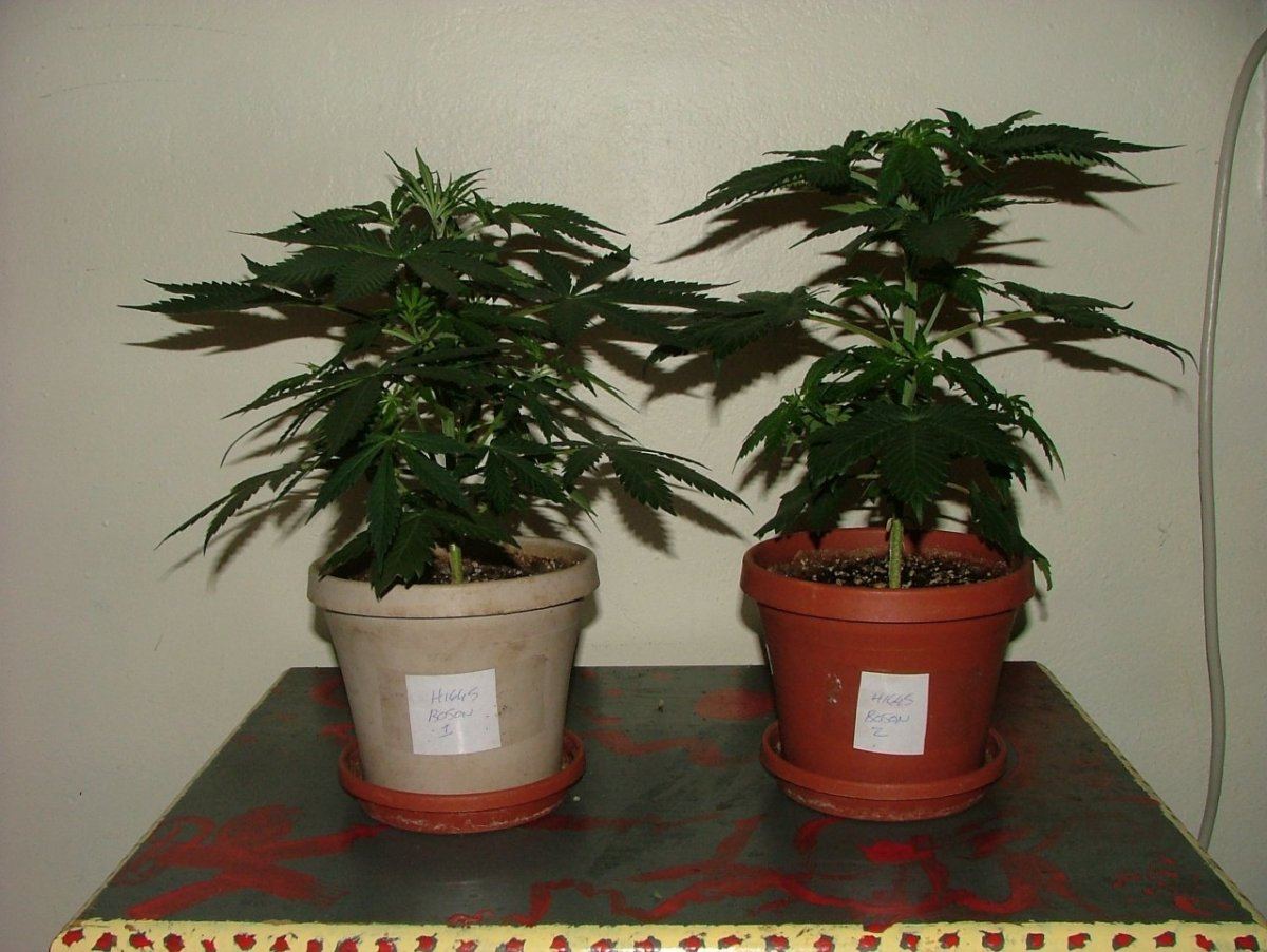 Pair 2