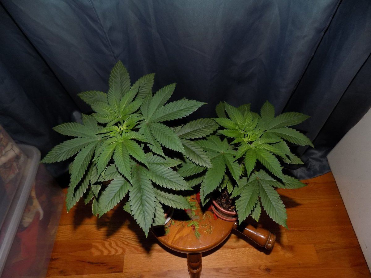 Pair 2