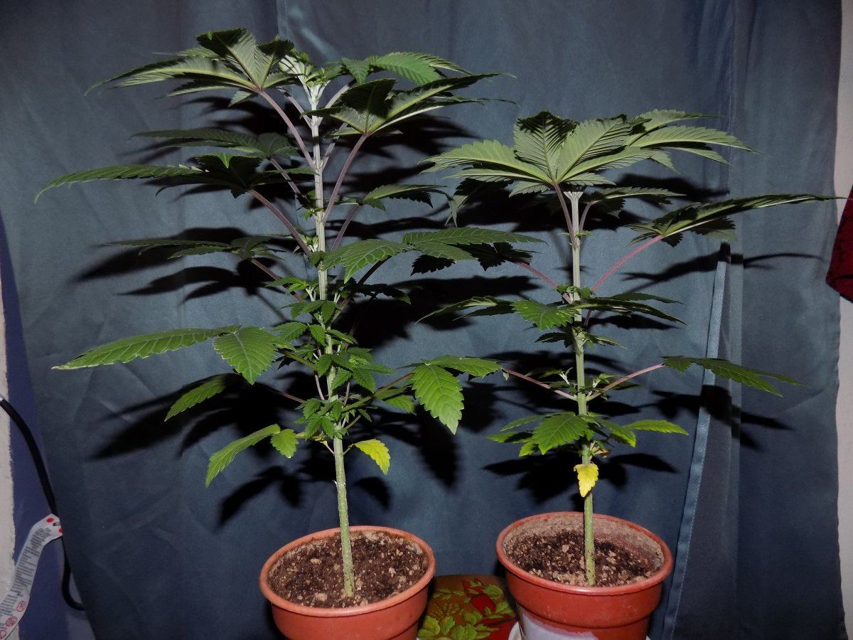Pair 2