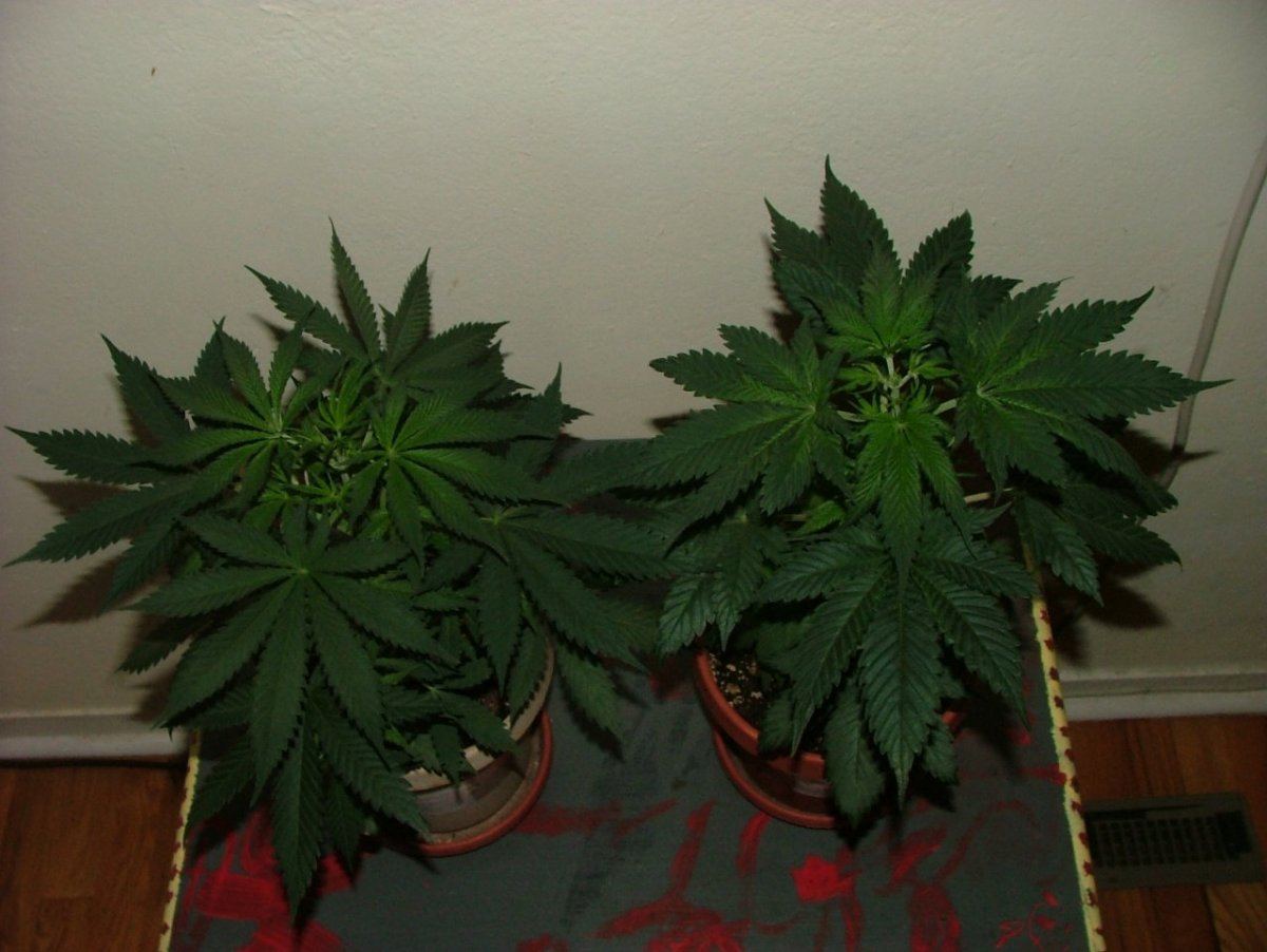 Pair 3