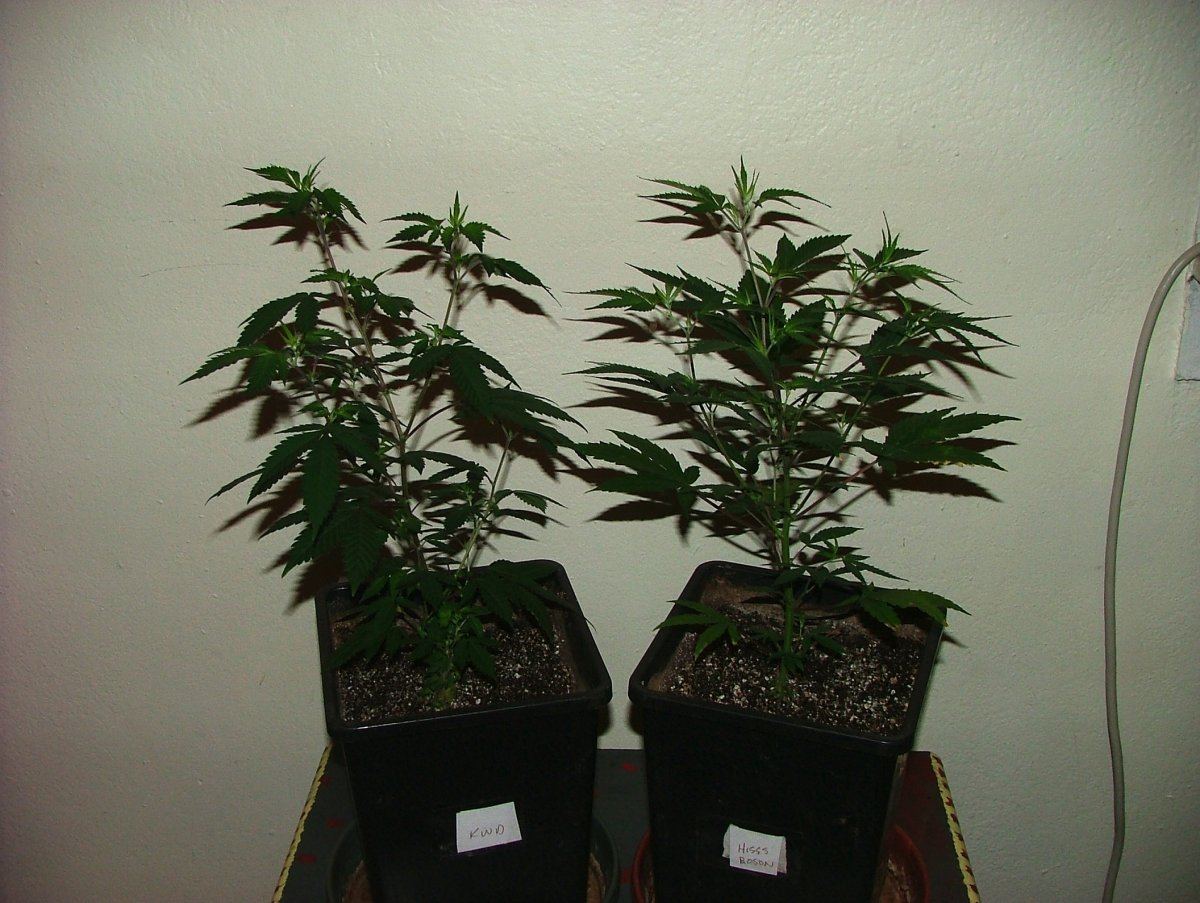 Pair