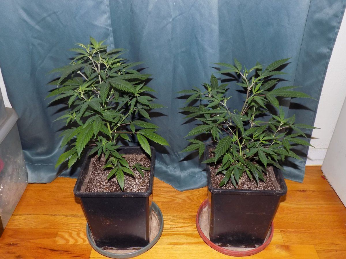 Pair