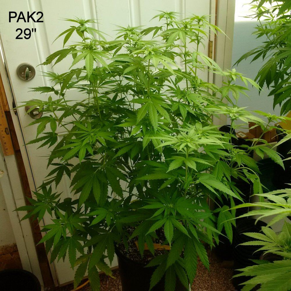 PAK2 29