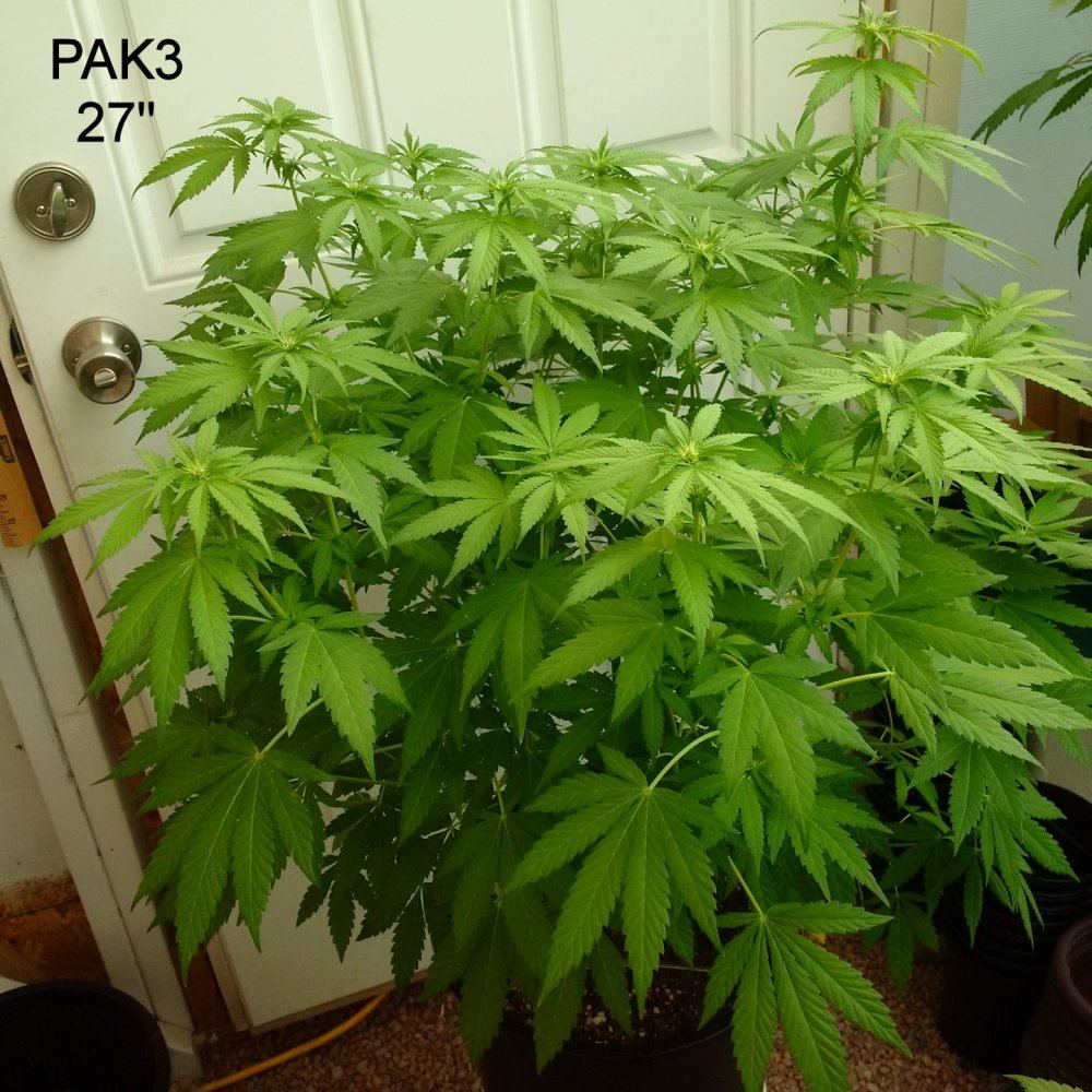 PAK3 27