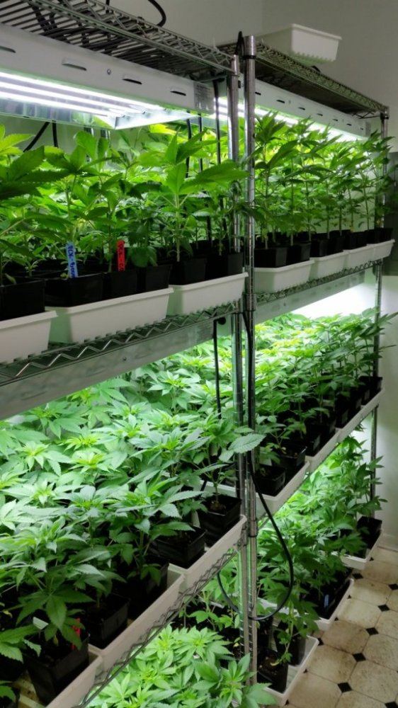 PakistaniSeeds