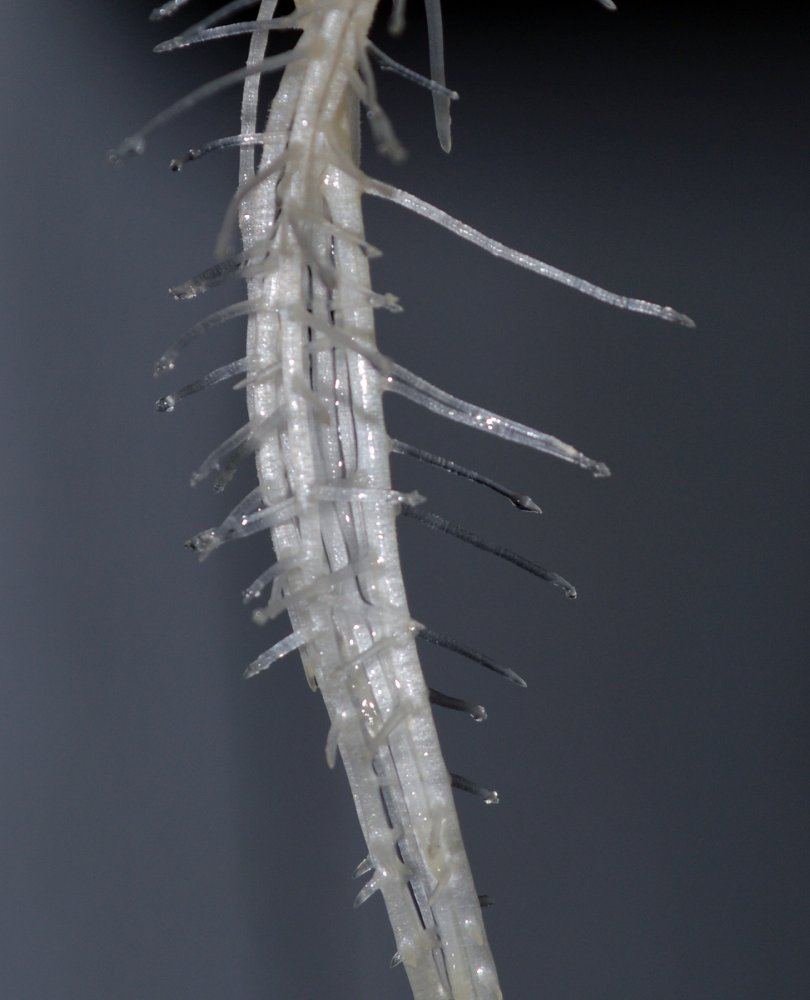 Palesnakeroots